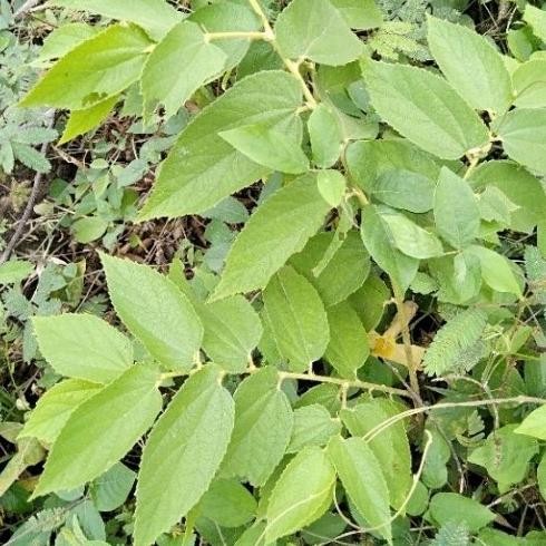 

Terlaris Bibit Pohon Karsen ( Tanaman Herbal )Siap Tanam