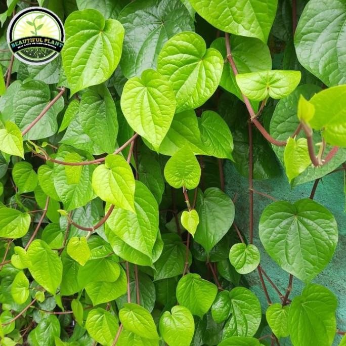 

Terlaris Tanaman Herbal Sirih Hijau - Bibit Pohon Herbal Sirih