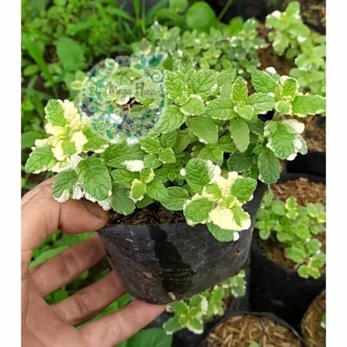 

Terlaris Tanaman Pineapple Mint Nanas Mentha Bibit Herb Herbs Herbal