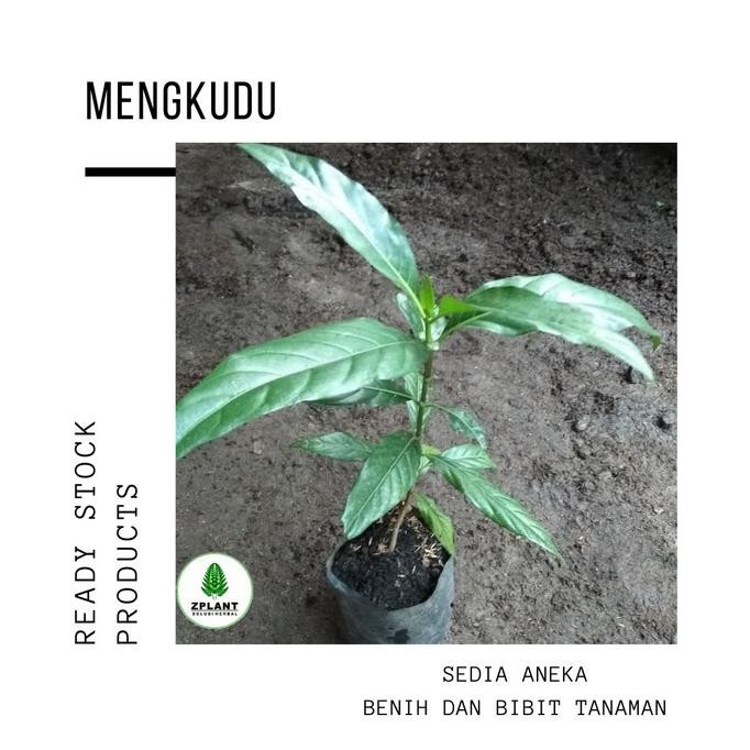 

Terlaris Bibit Pohon Mengkudu - Bibit Mengkudu - Tanaman Herbal