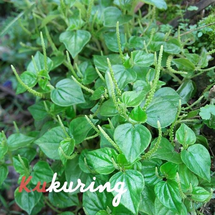 

Terlaris Tanaman Daun Suruhan Segar Obat Herbal - Ketumpang Air - Sirih Cina