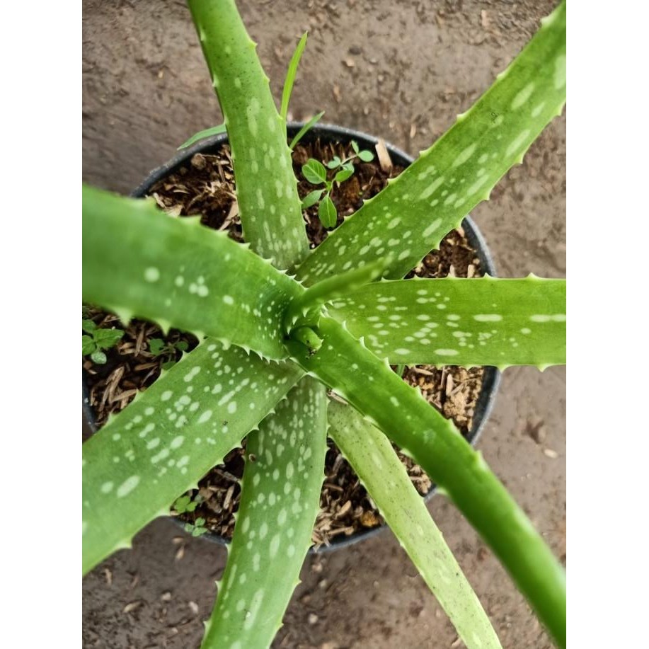 

Terlaris Tanaman Lidah Buaya - Bibit Aloe Vera Bahan Obat Herbal