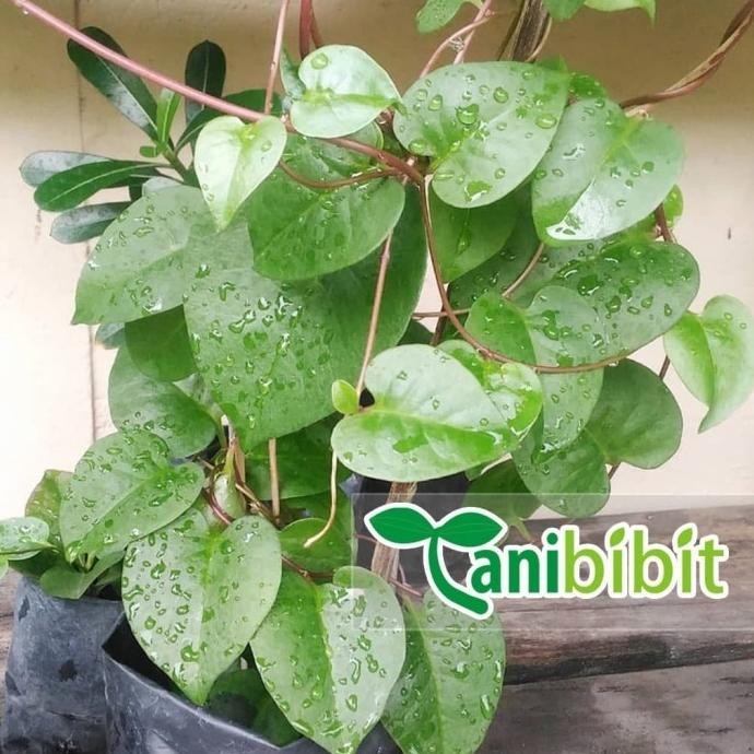 

Terlaris Bibit Tanaman Binahong Hijau Pohon Merambat Daun Obat Herbal