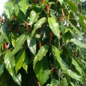

Terlaris Bibit Tanaman Herbal Cabai Jawa - Cabe Jamu - Cabe Herbal Terbaik