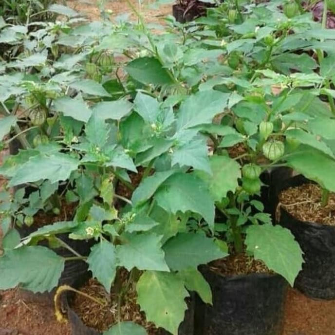 

Terlaris New Tanaman Herbal Ciplukan Pohon Cecendet