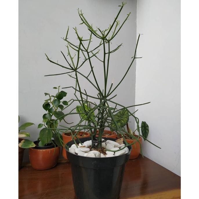 

Terlaris Tanaman Bibit Herbal Patah Tulang / Pencil Cactus / Kaktus Pensil