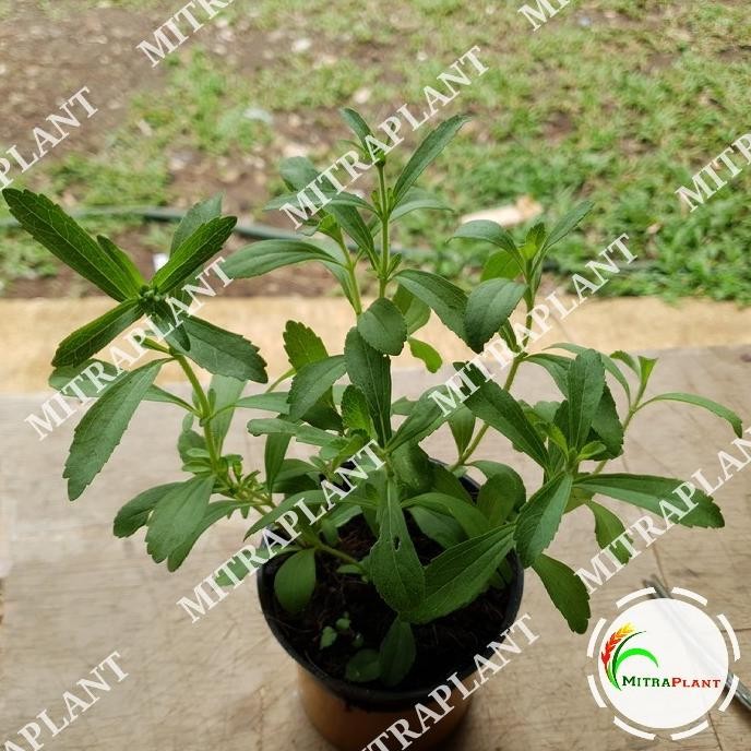 

Terlaris Bibit Tanaman Daun Stevia - Daun Manis - Daun Gula Alami - Obat Herbal