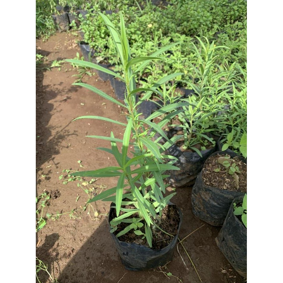 

Terlaris Bibit Tanaman Tarragon - Daun Taragon - Herbal