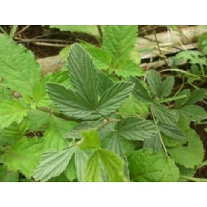 

Terlaris Tanaman Daun Opo Opo ,Daun Herbal , Daun Opo Opo Untuk A Ytazci 1606Ku