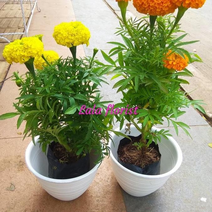 tanaman bunga marigold + pot putih
