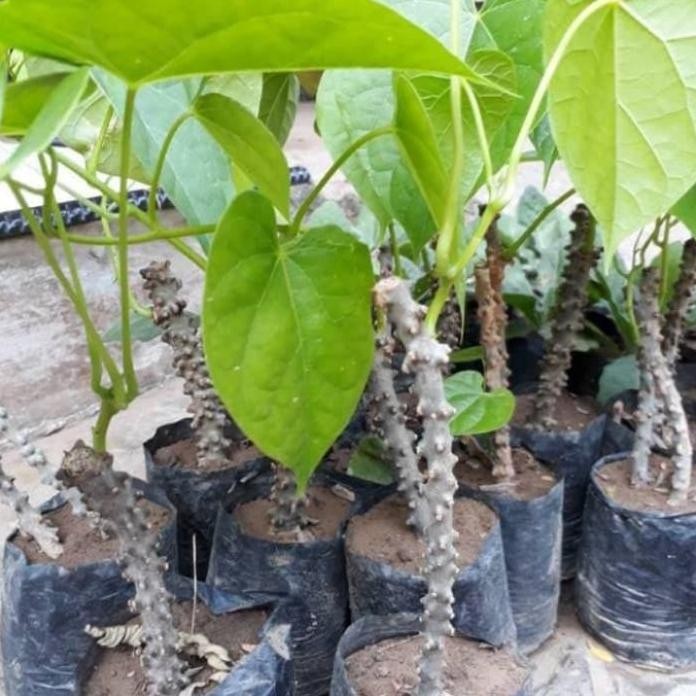 

Terlaris Tanaman Obat Butrowali Brotowali Atawali Obat Herbal Terlaris