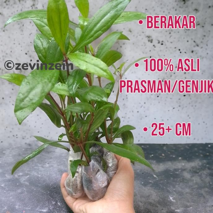 

Terlaris Tanaman Herbal Prasman/Genjik