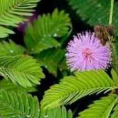 

Terlaris Tanaman Herbal Putri Malu/Pohon Rebah Bangun