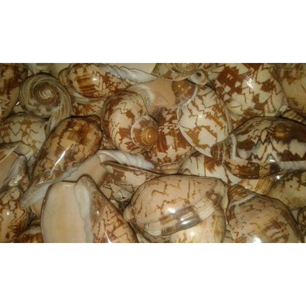 

Kualitas terbaik] kerang shell model 4