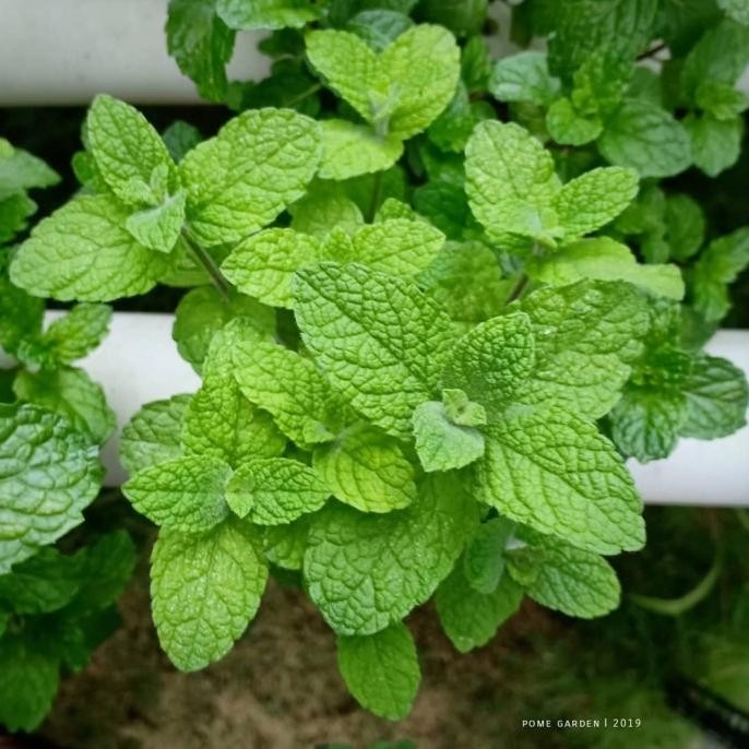 

Terlaris Bibit Tanaman Pepermint/Daun Mint/Tanaman Herbal Daun Mint