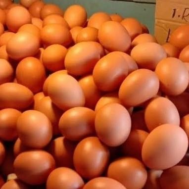 

Terlaris Telor Ayam Negeri Per Papan