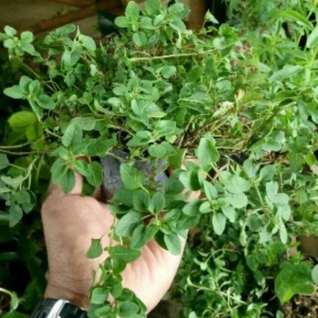 

Terlaris Bibit Pohon Aregano/Tanaman Herbal Oregano