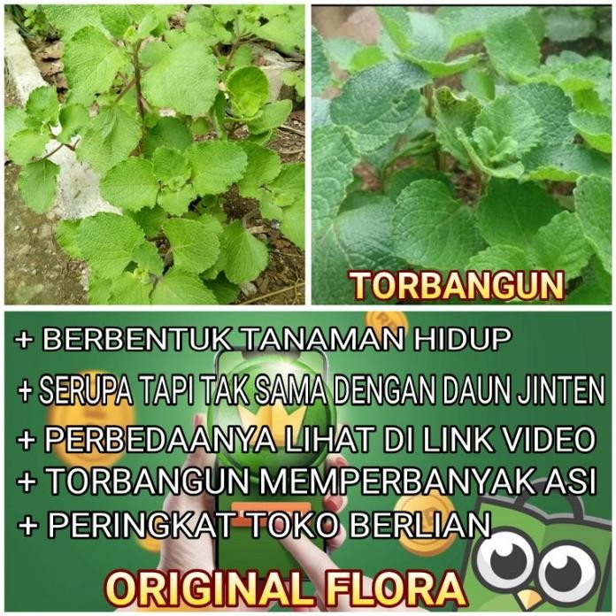 

Terlaris Bibit Tanaman Bangun2 Tanaman Herbal Memperbanyak Asi Tanaman Obat