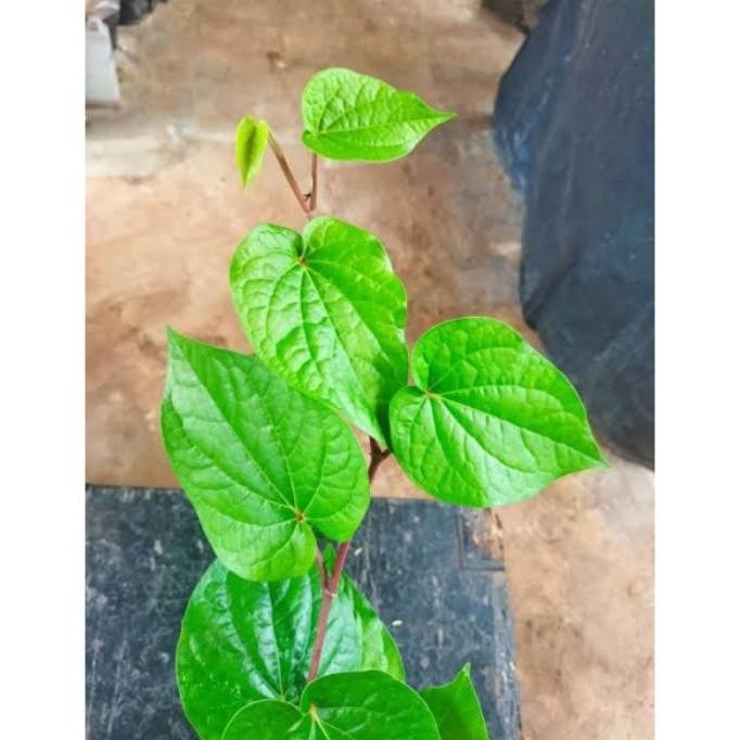 

Terlaris ( Bisa Cod ) Tanaman Herbal Sirih Hijau Banyak Manfaat / Pohon Obat Herbal Sirih Hijau Berkhasiat / Bibit Tanaman Sirih Ijo