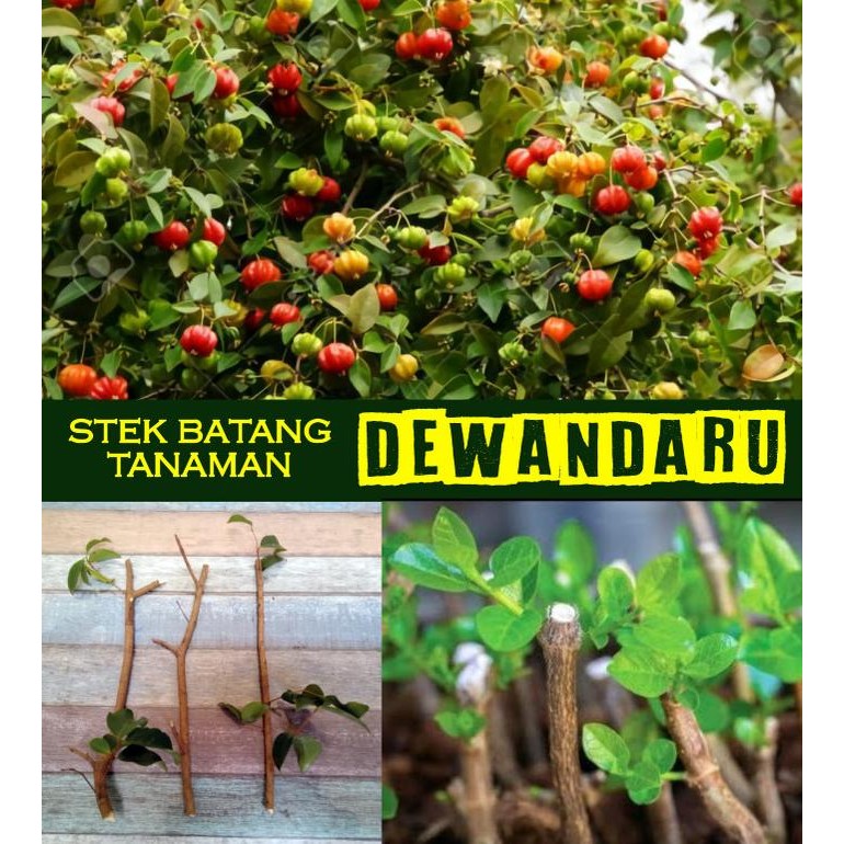 Terlaris (5Pcs) Stek Batang Tanaman Dewandaru Dewa Ndaru Asam Selong Herbal