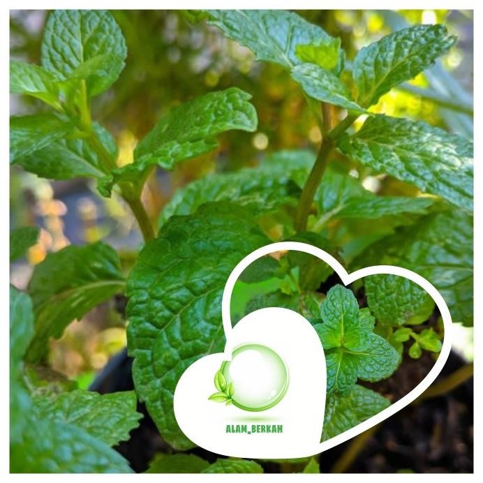 

Terlaris Bibit Tanaman Apel Mint/Tanaman Herbal Daun Apel Mint