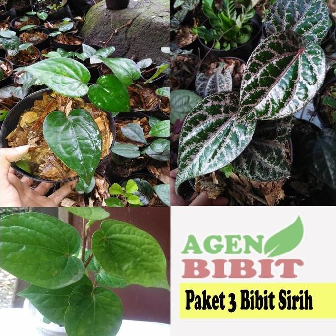 

Terlaris Paket 3 Bibit Tanaman Sirih Merah Hijau Hitam Obat Herbal
