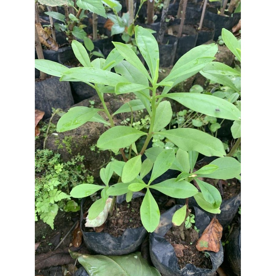 

Terlaris Bibit Tanaman Gingseng Jawa - Pohon Umbi Ginseng Jawa (Obat Herbal)