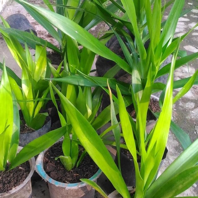 

Terlaris Bibit Tanaman Daun Suji - Bibit Daun Suji Bumbu Masak Dan Herbal