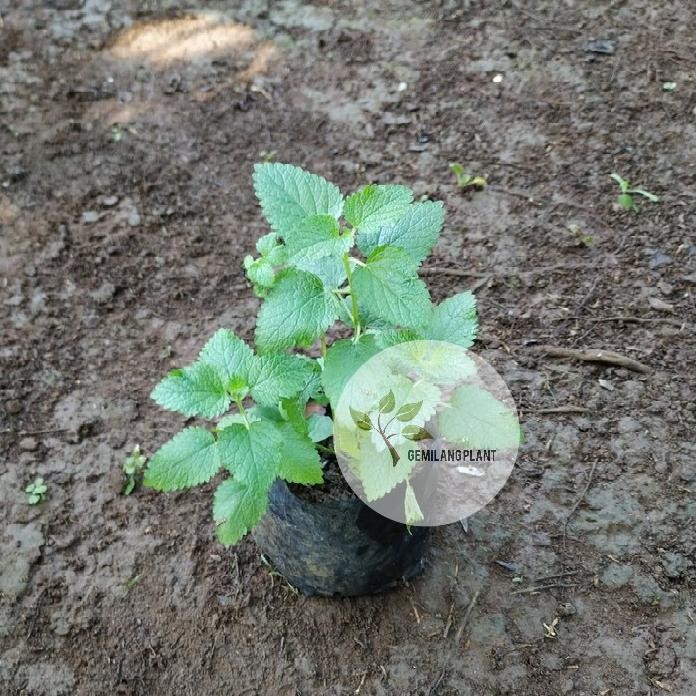 

Terlaris Bibit Pohon Lemon Blam - Tanaman Lemon Mint - Daun Mint - Obat Herbal