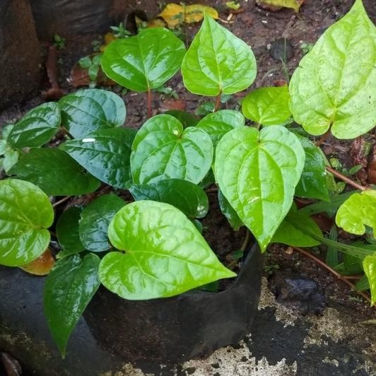 

Terlaris Bibit Tanaman Herbal Sirih Hijau