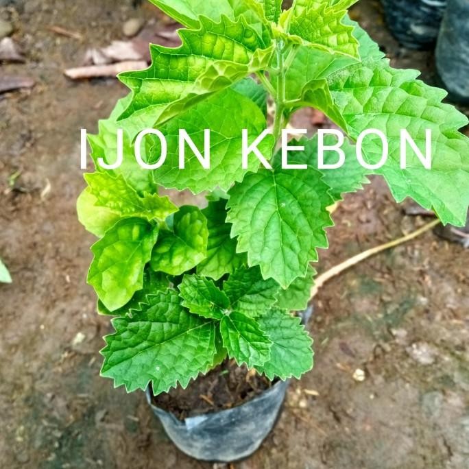 

Terlaris Bibit Tanaman Herbal Keji Beling Pecah Batu Kantong Kemih Asli Alami