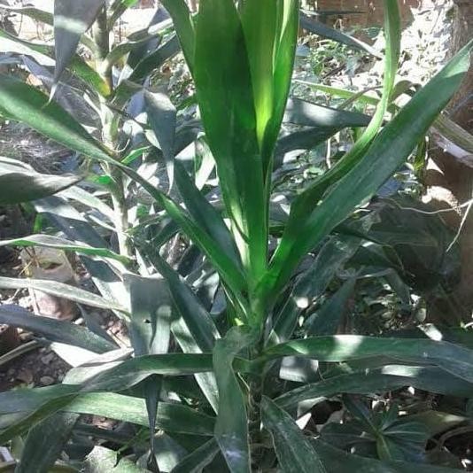 

Terlaris Tanaman Hias Herbal Daun Pandan Suji