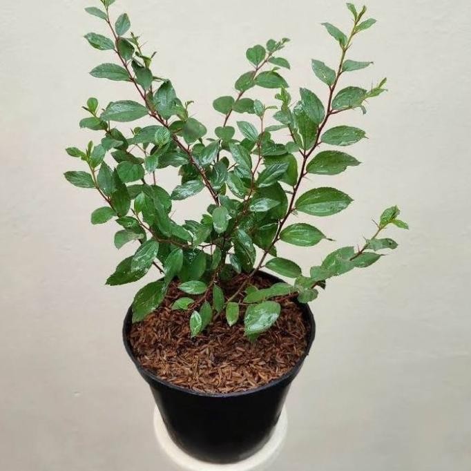 

Terlaris Tanaman Herbal Daun Bidara Arab (Pengusir Setan)