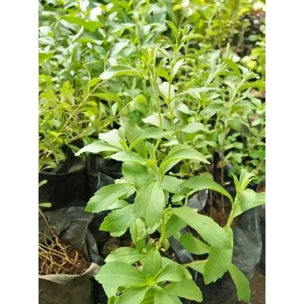 

Terlaris Tanaman Herbal Stevia Atau Daun Pemanis