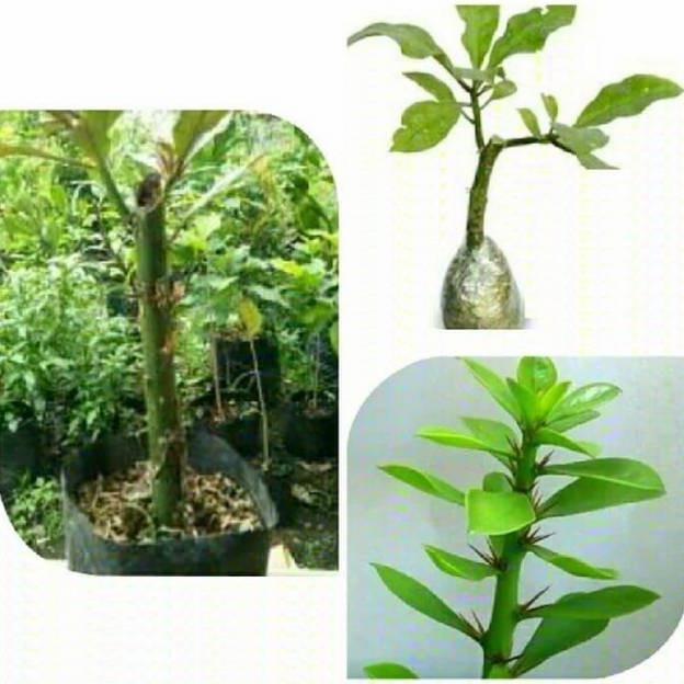 

Terlaris Bibit Tanaman Daun Jarum Tujuh Duri - Daun Tujuh Bintang - Herbal