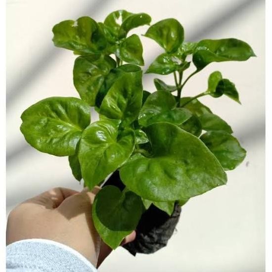 

Terlaris Tanaman Herbal Bayam Brazil