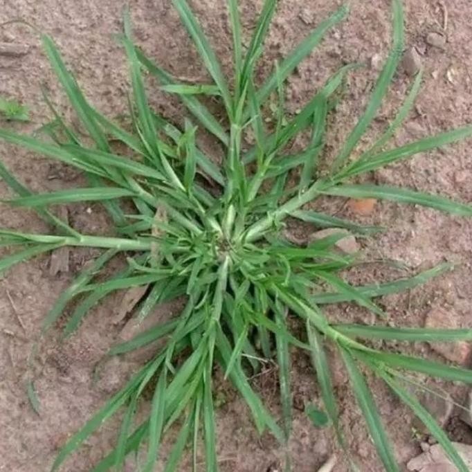 

Terlaris Daun Tanaman Rumput Belulang Atau Jampang Segar Untuk Obat Herbal