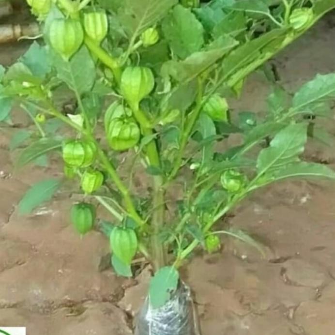 

Terlaris Bibit Tanaman Ciplukan/Cecendet/Pohon Buah Ciplukan/Tanaman Herbal Tob1