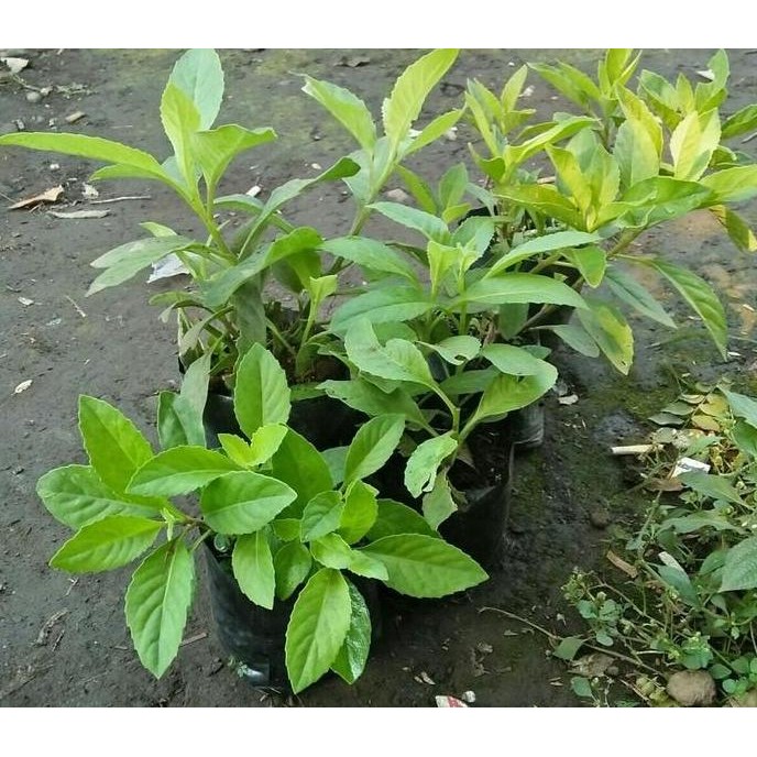 

Terlaris Bibit Tanaman Sambung Nyawa (Obat Herbal)