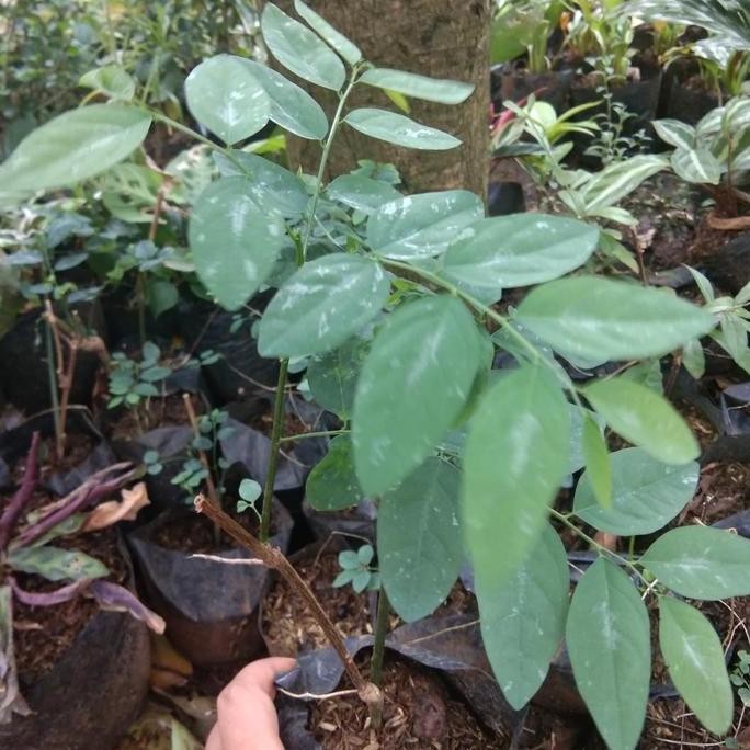 

Terlaris Tanaman Herbal Daun Katuk-Pohon Daun Katuk