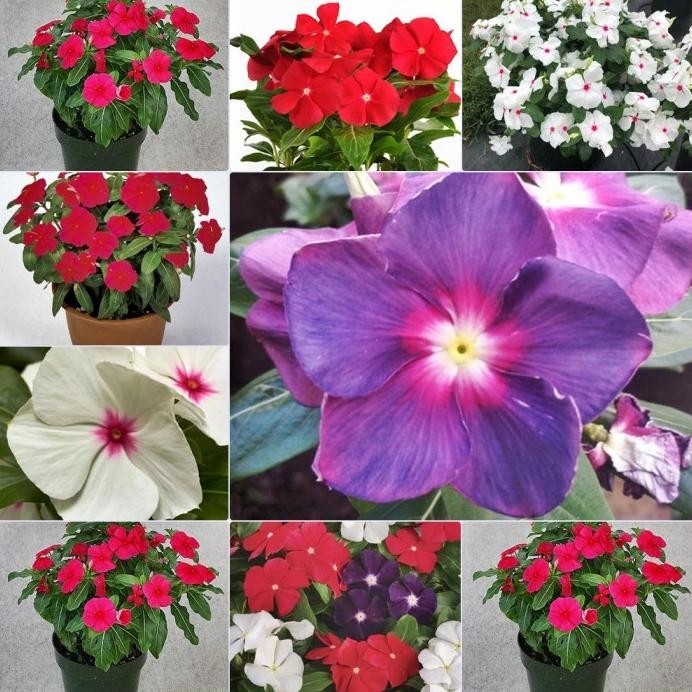 

Terlaris Bibit Tanaman Vinca - Tapak Dara Import - Tanaman Herbal Yang Menawan