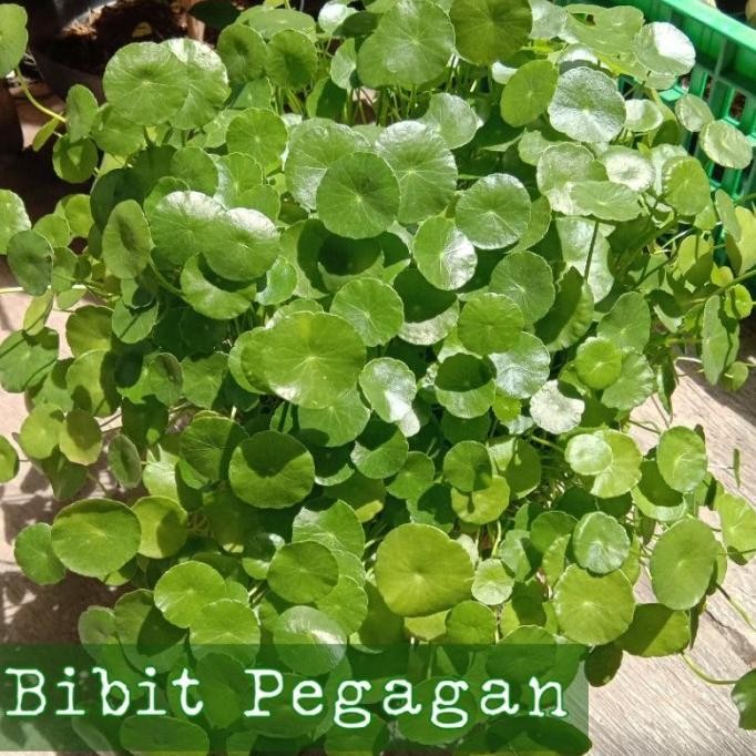 

Terlaris Bibit Tanaman Pegagan Air/Centella Asiatica/Herbal
