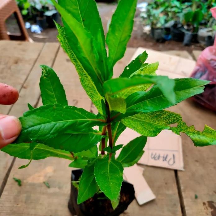 

Terlaris Bibit Tanaman Herbal Daun Urang Aring