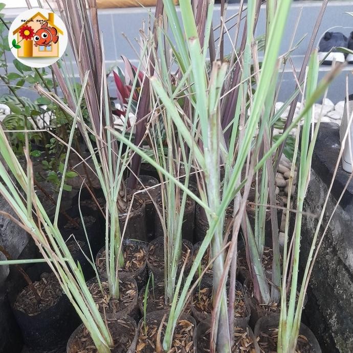 

Terlaris Bibit Tanaman Daun Sereh/ Daun Serai / Tanaman Herbal / Tanaman Toga