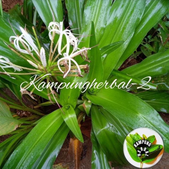 

Terlaris Bibit Tanaman Daun Bakung Obat Herbal