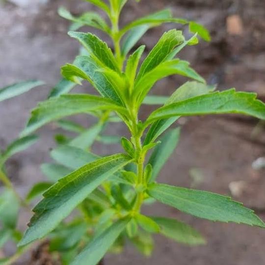 

Terlaris Tanaman Bibit Herbal Stevia /Daun Manis