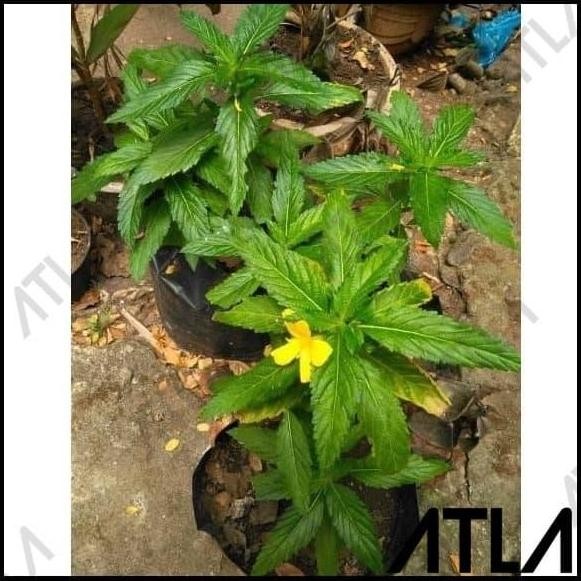 

Terlaris Bibit Tanaman Damiana Turnera Diffusa Benih Bunga Herbal Seed