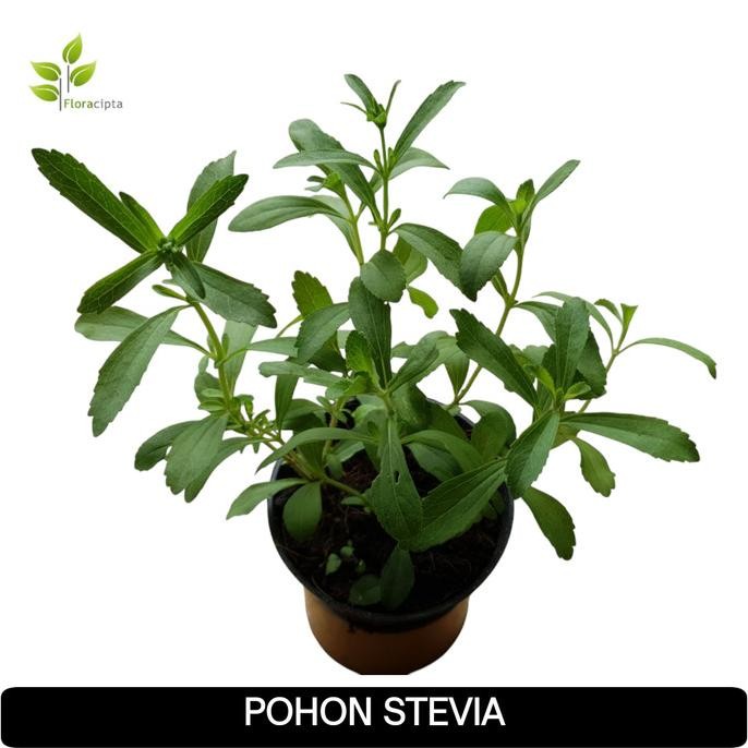 

Terlaris Bibit Tanaman Stevia/Daun Pengganti Gula/Daun Manis (Obat Herbal)