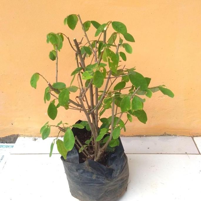 

Terlaris Tanaman Herbal. Tanaman Kandri.