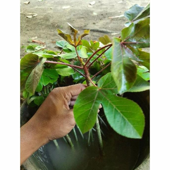 

Terlaris Tanaman Jarak Hitam Herbal / Tanaman Hias.